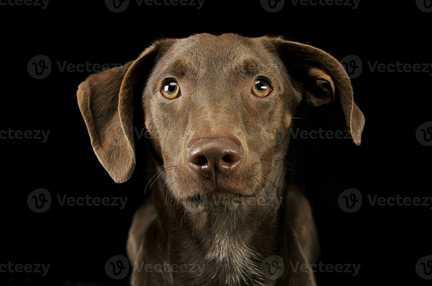 beautiful flying ears mixed breed dog portrait in black background photo