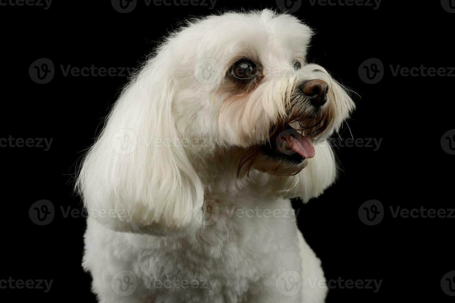 Portrait of an adorable Shih-Tzu photo