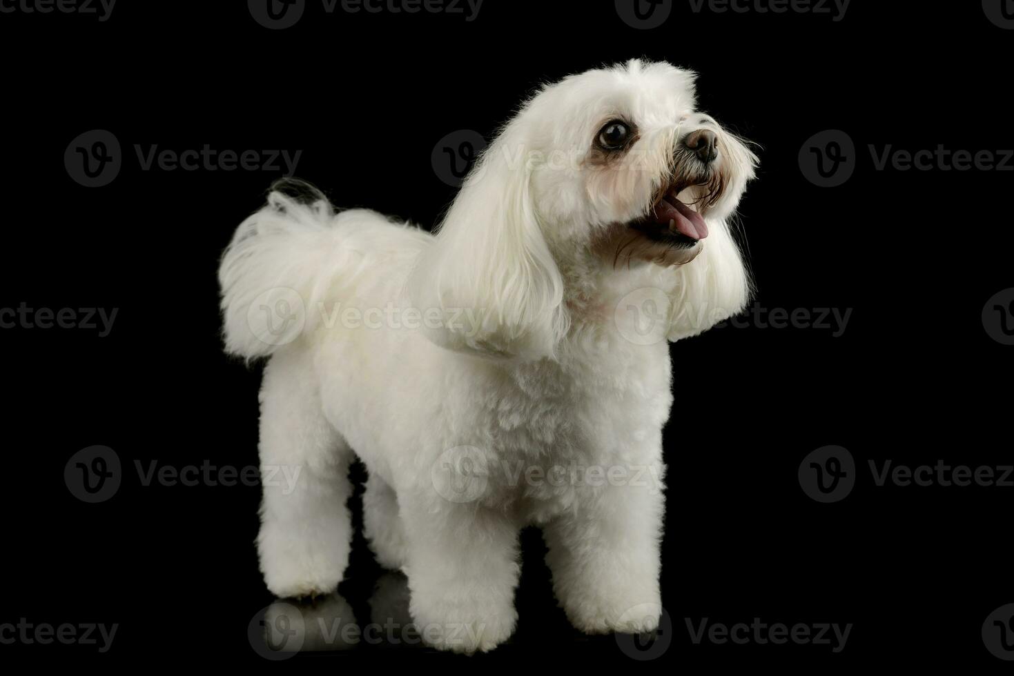 Studio shot of an adorable Shih-Tzu photo