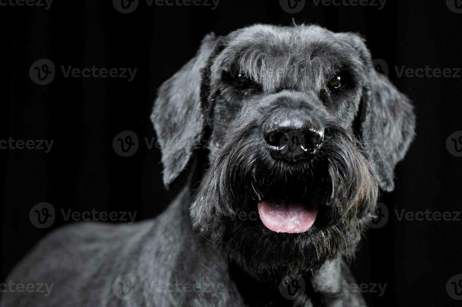 Strong schnauzer portrait in black background photo
