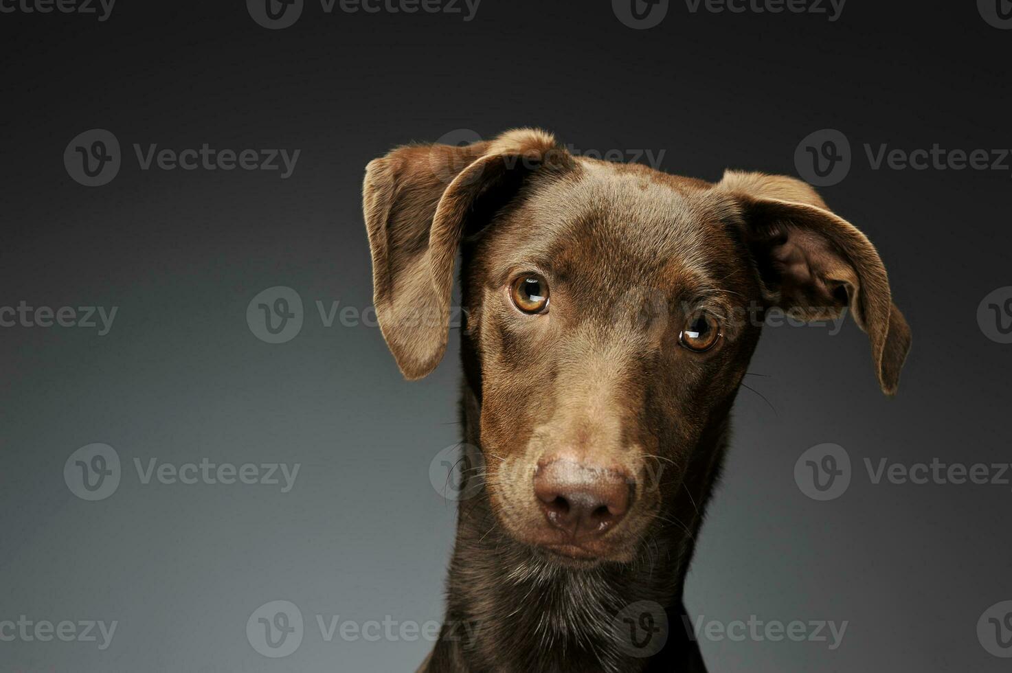 hermosa volador orejas mezclado raza perro retrato en fondo gris foto