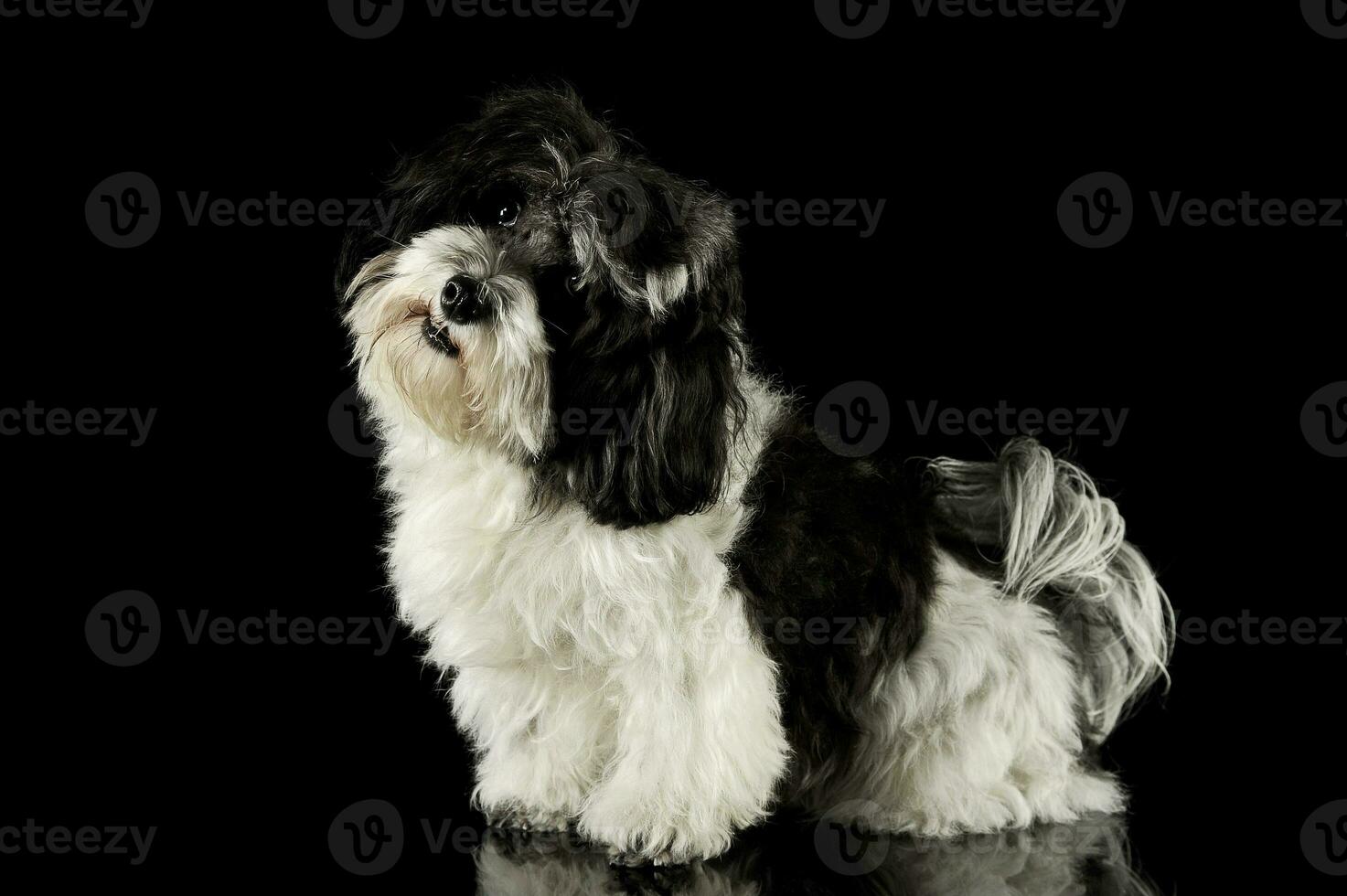 Studio shot of an adorable havanese photo