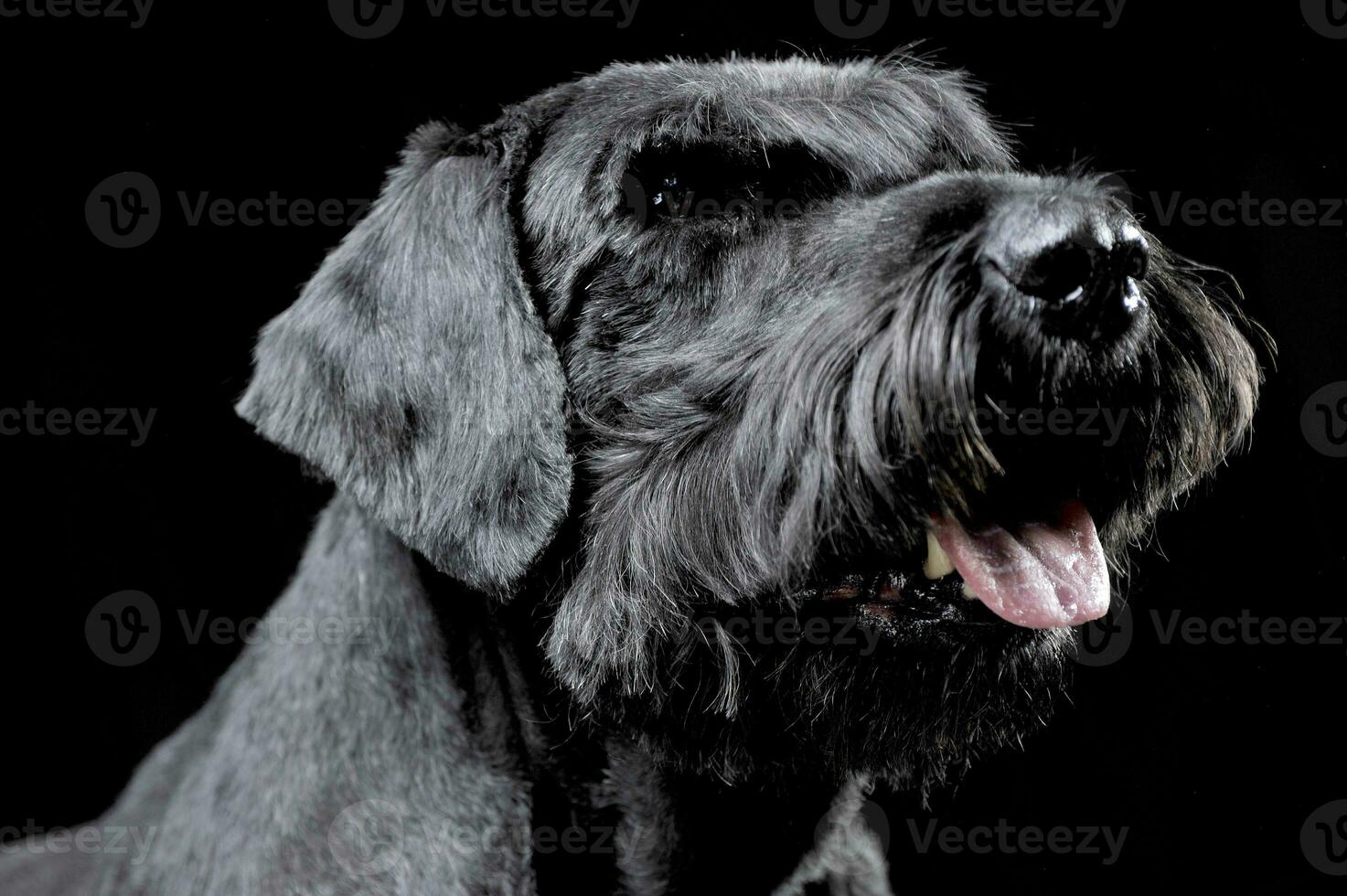 Strong schnauzer portrait in a black background photo