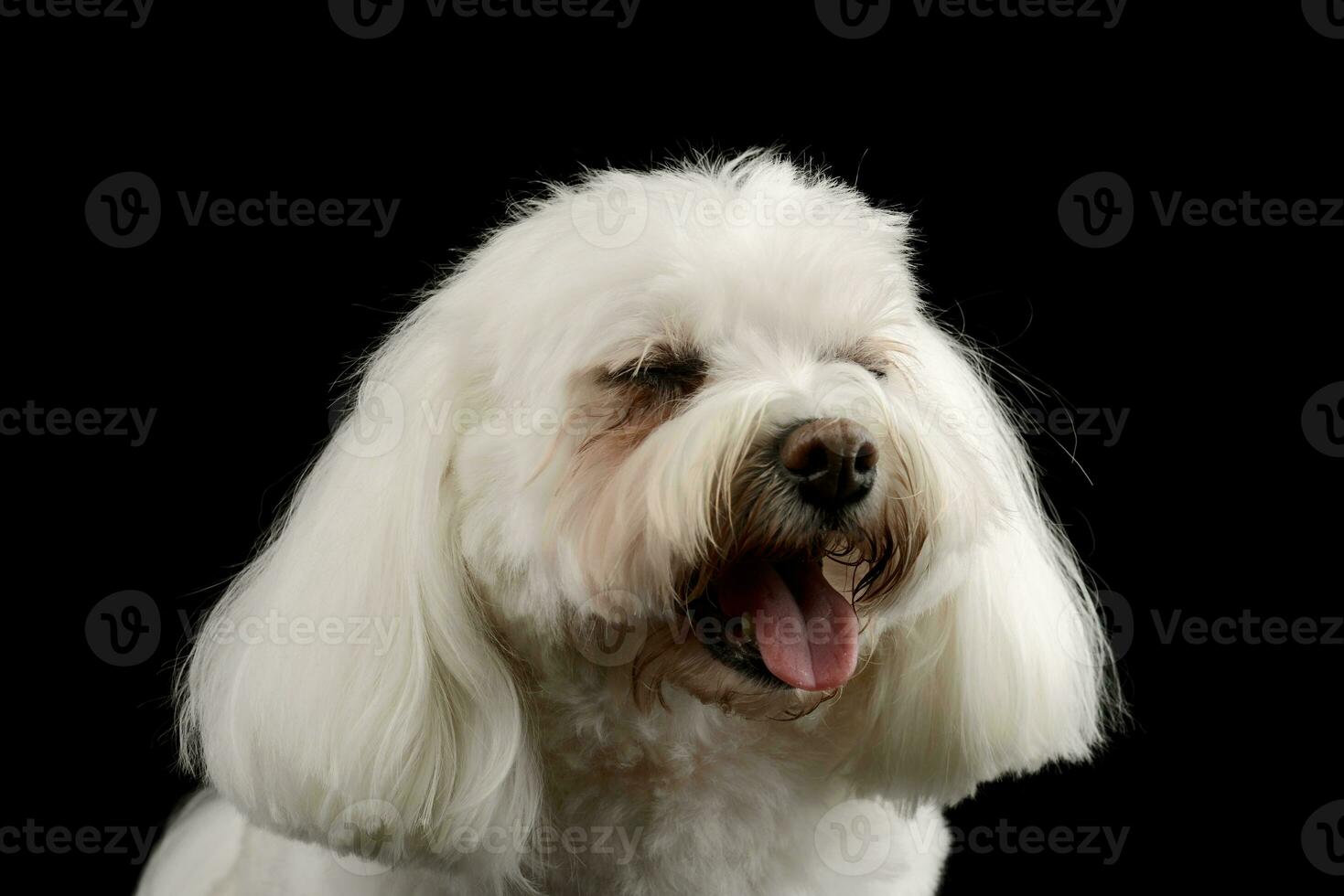 retrato de un adorable shih-tzu foto