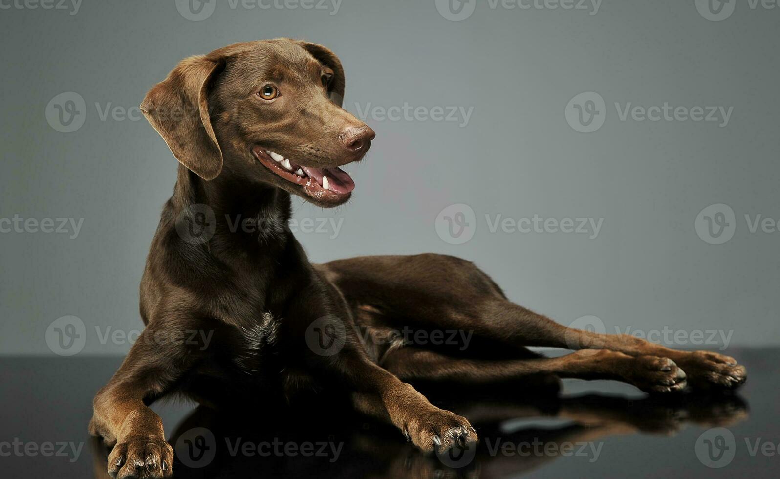 hermosa volador orejas mezclado raza perro relajante en gris antecedentes foto