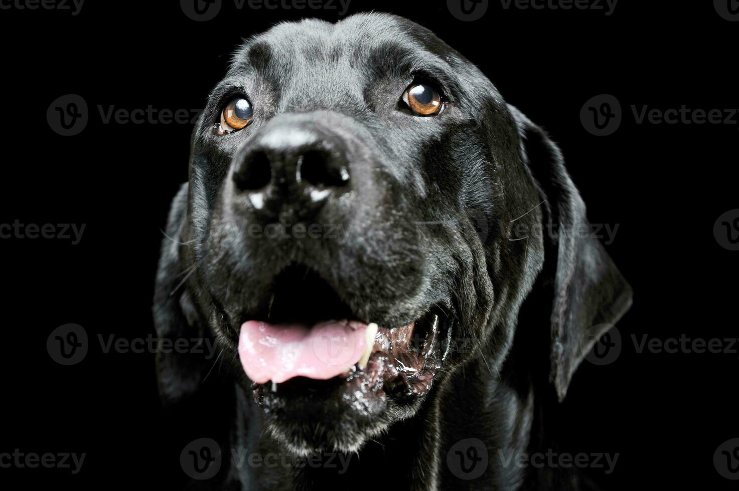 retrato de un adorable Labrador perdiguero mirando satisfecho - aislado en negro antecedentes foto