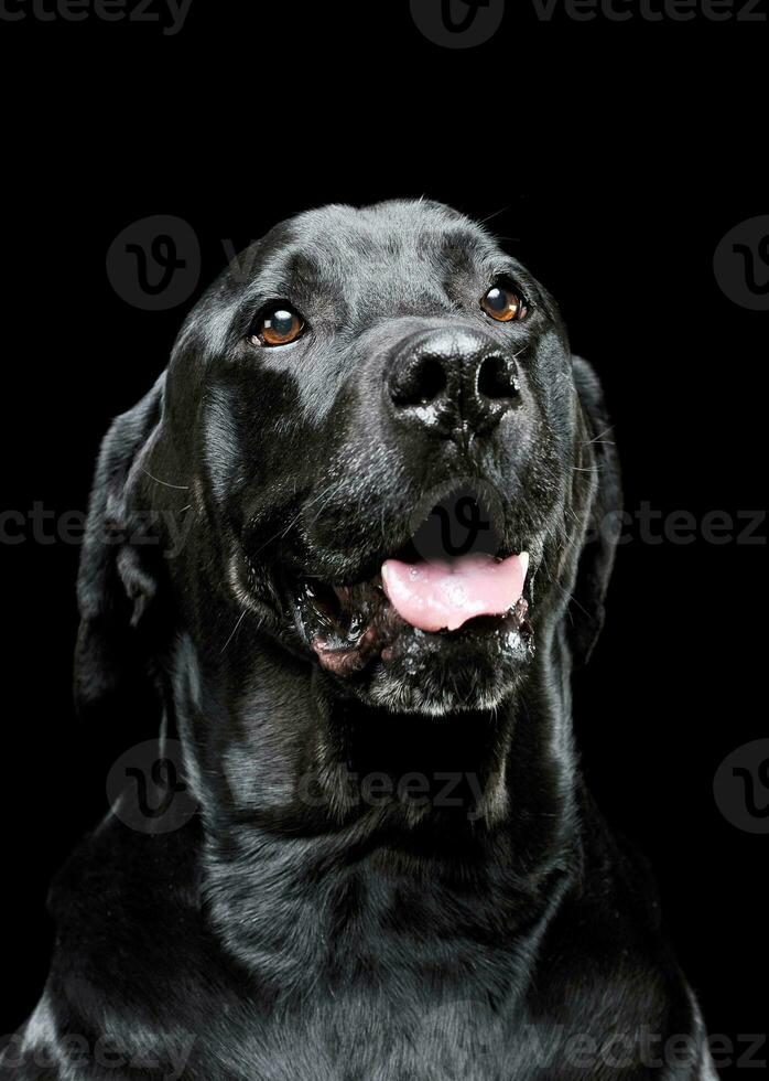 Portrait of an adorable Labrador retriever looking satisfied - isolated on black background photo
