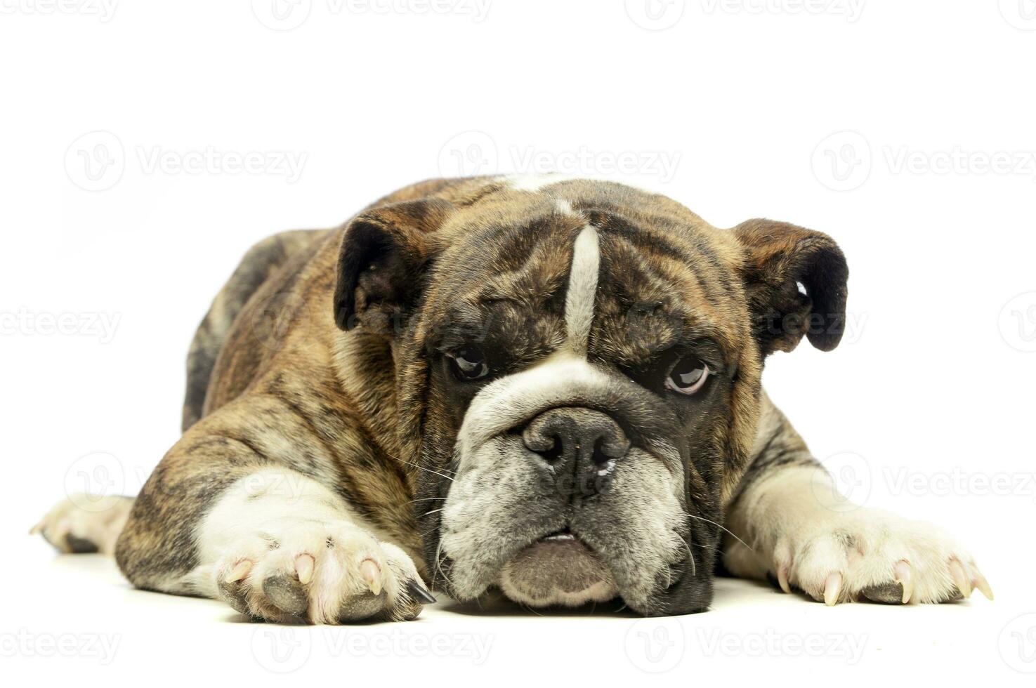 puppy bulldog relaxing in a white studio photo