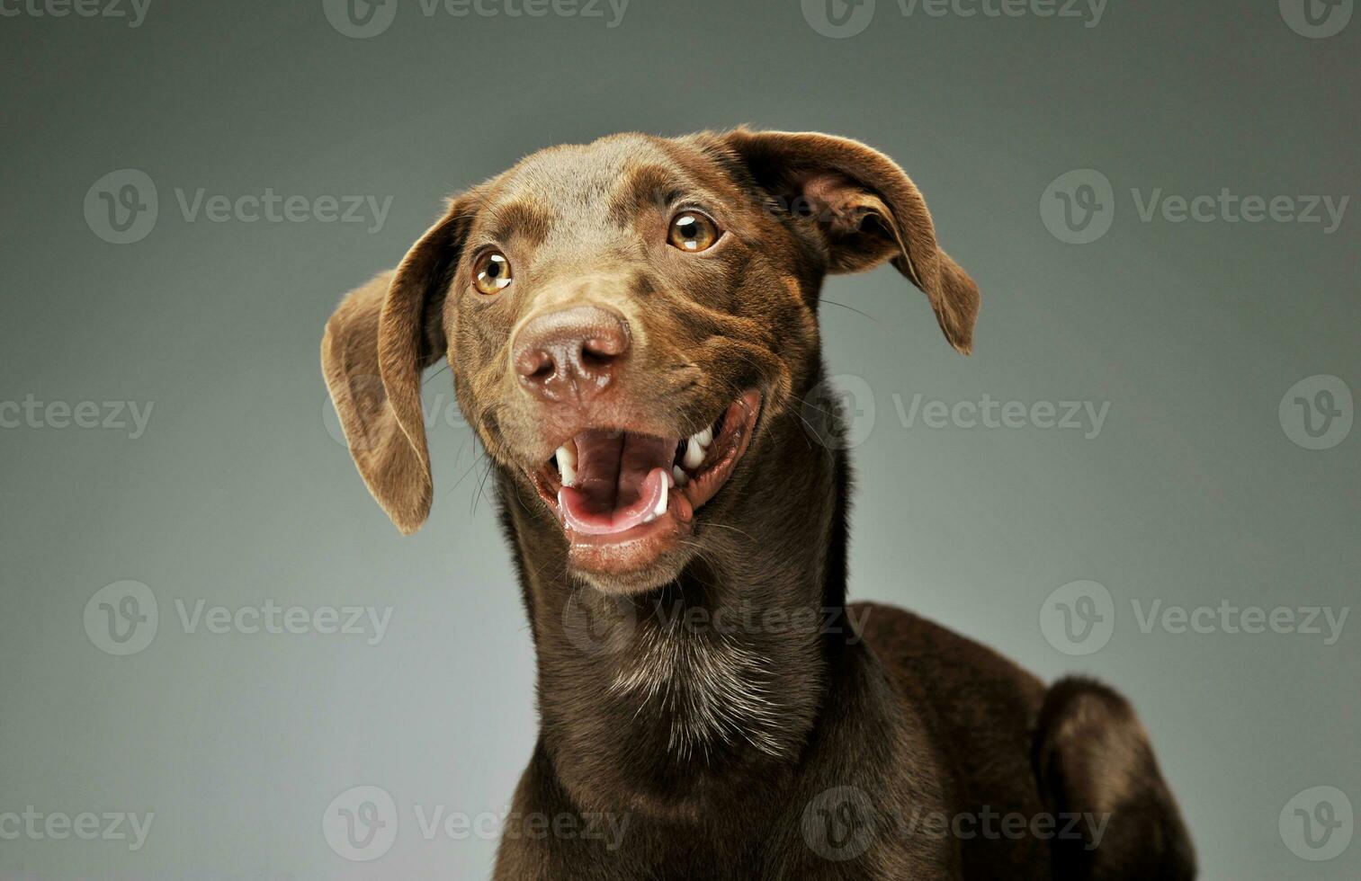 Portrait of an adorbale mixed breed puppy photo