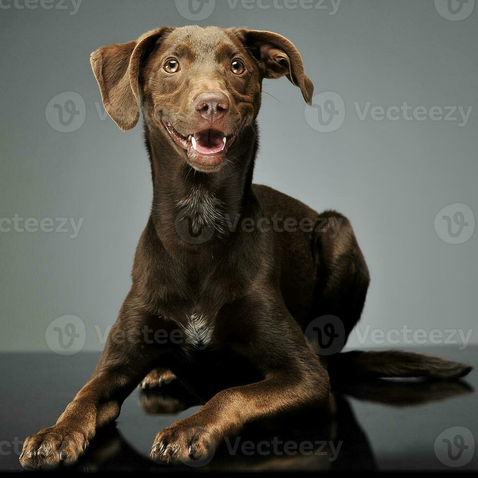 hermosa volador orejas mezclado raza perro relajante en gris antecedentes foto