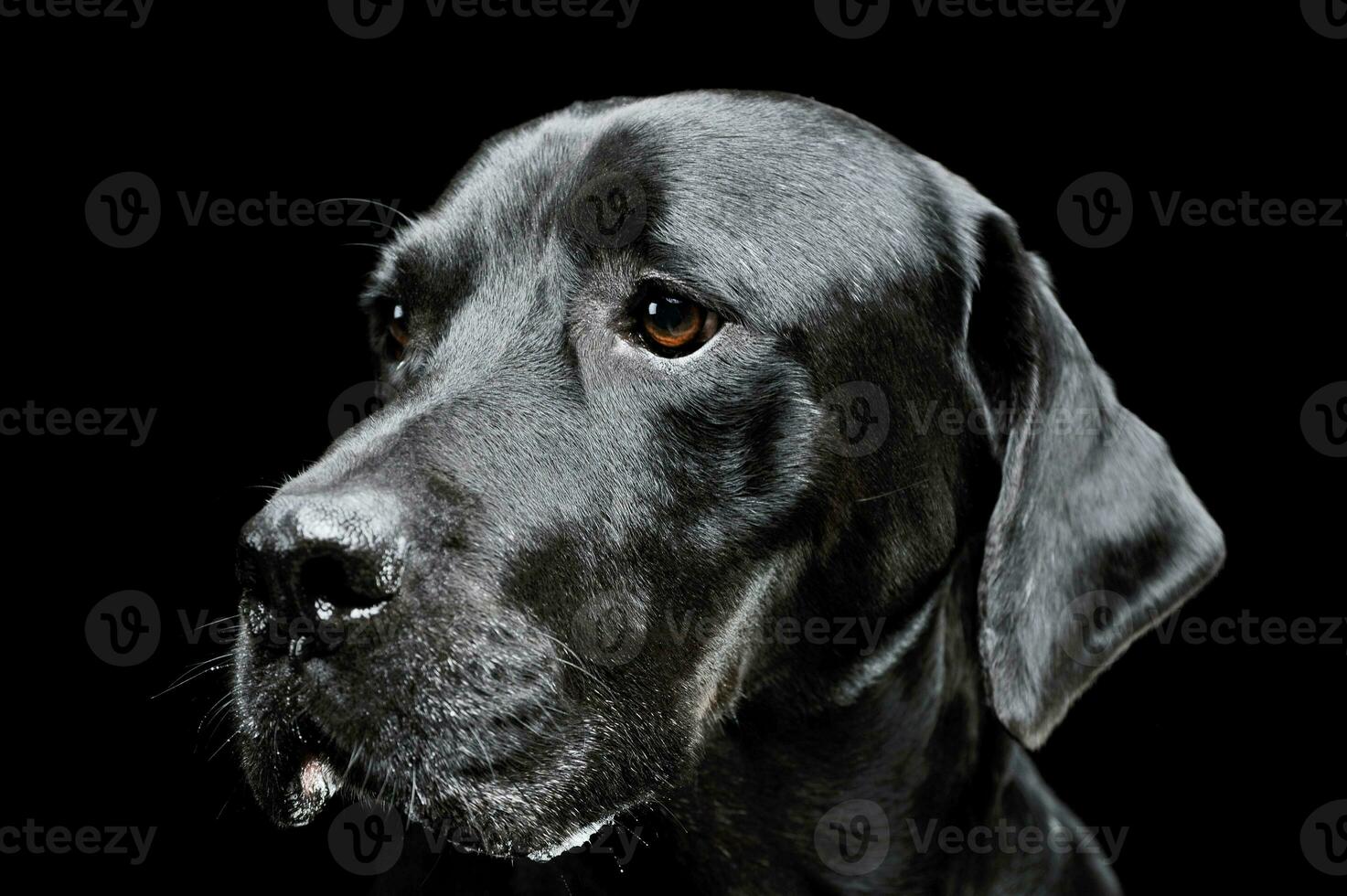 retrato de un adorable Labrador perdiguero mirando curiosamente - aislado en negro antecedentes foto