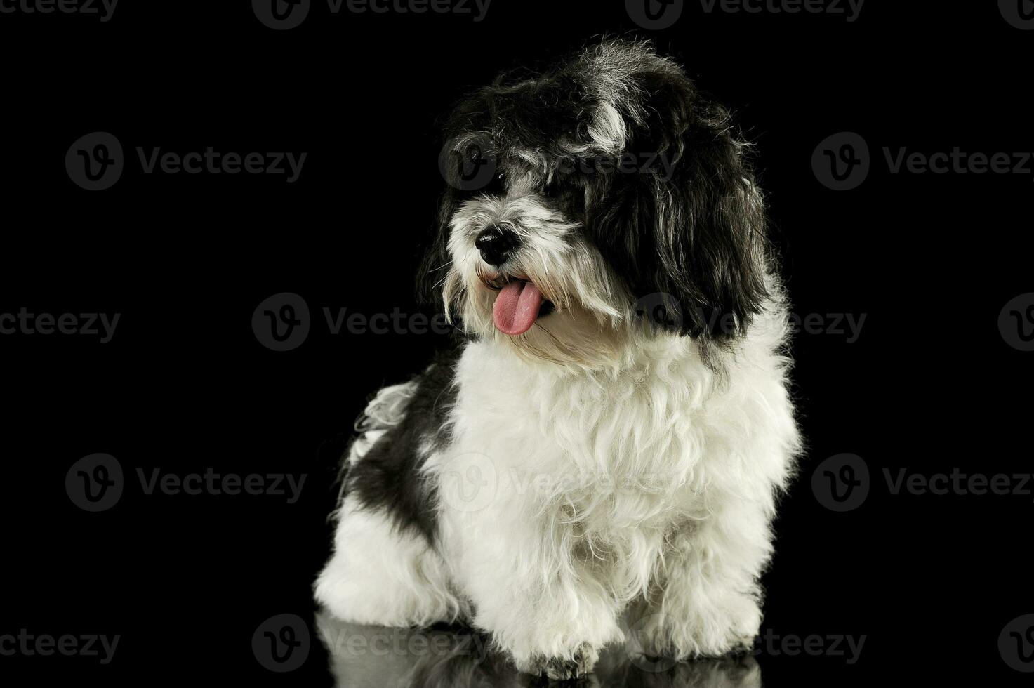 Studio shot of an adorable havanese photo