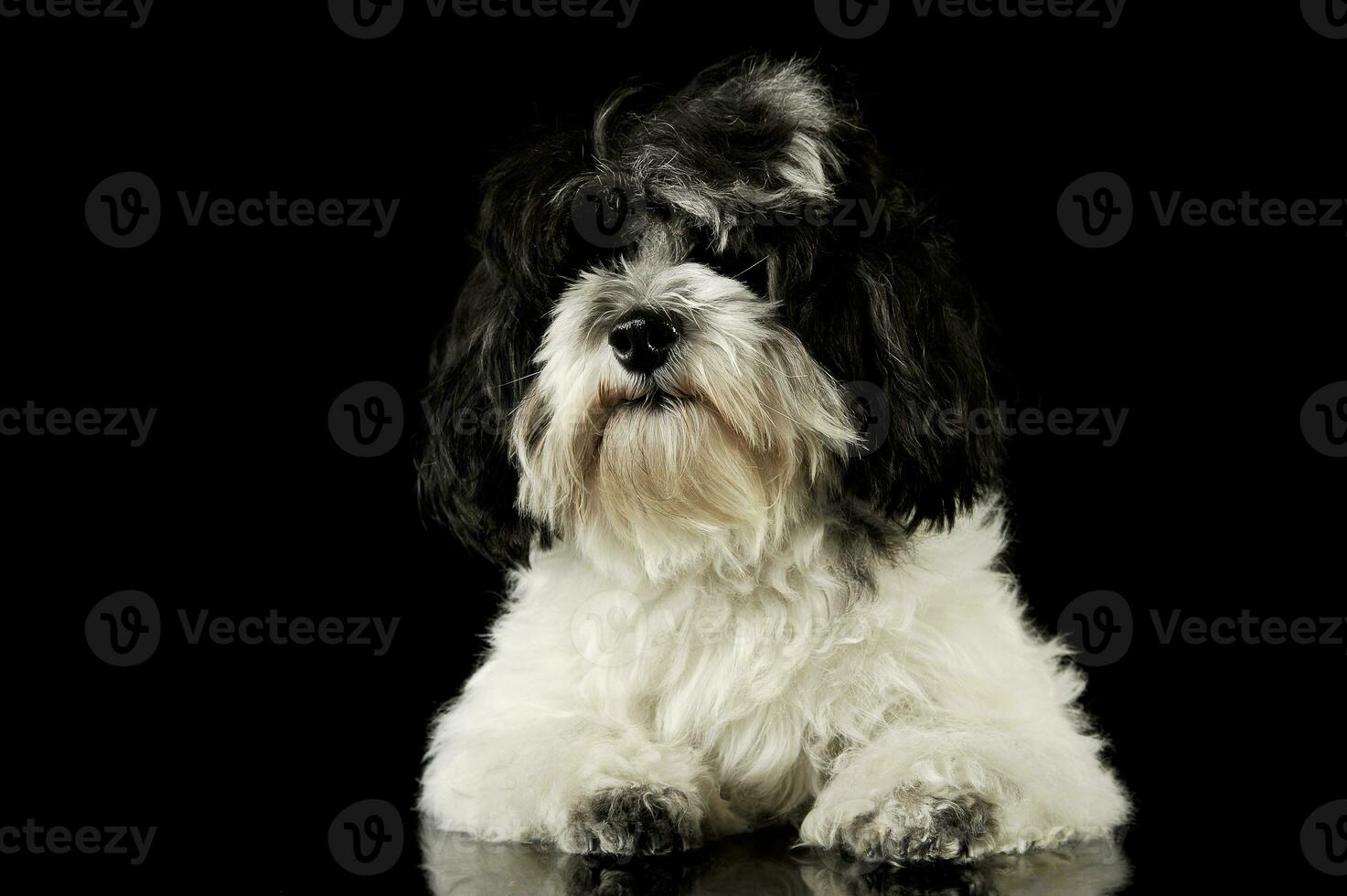 Studio shot of an adorable havanese photo