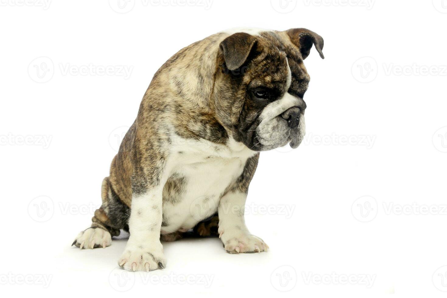 puppy bulldog sitting and looking down in white studio photo