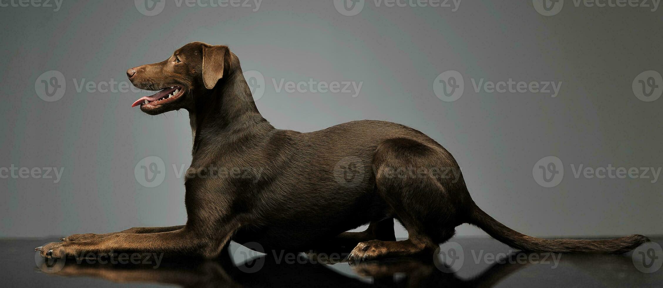 beautiful flying ears mixed breed dog relaxing in gray background photo