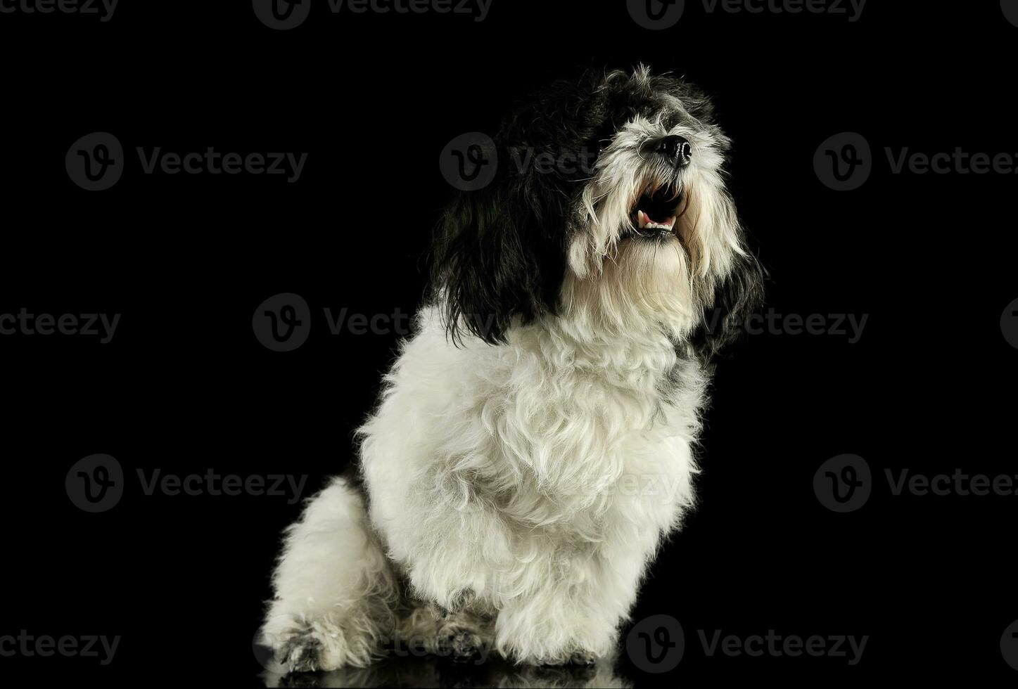 Studio shot of an adorable havanese photo