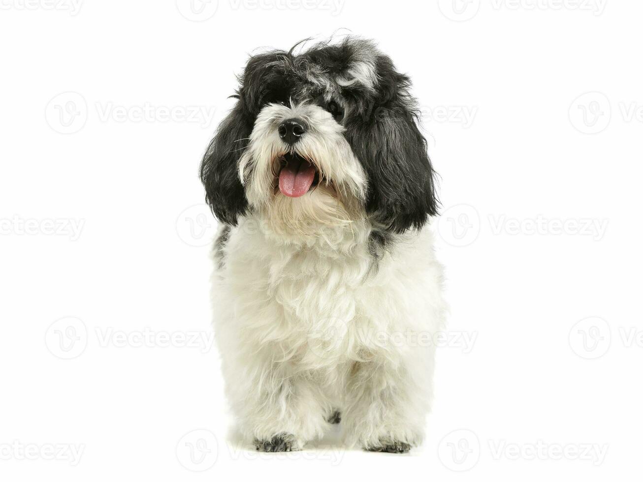 Studio shot of an adorable havanese photo