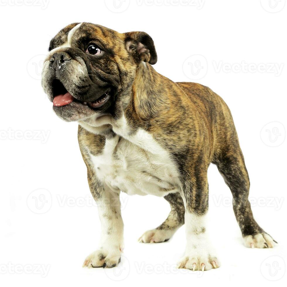 puppy bulldog standing and lookin forward in white studio photo