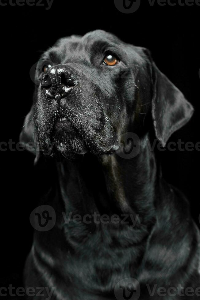 sad black mixed breed dog with beautiful eyes portrait in a black studio photo