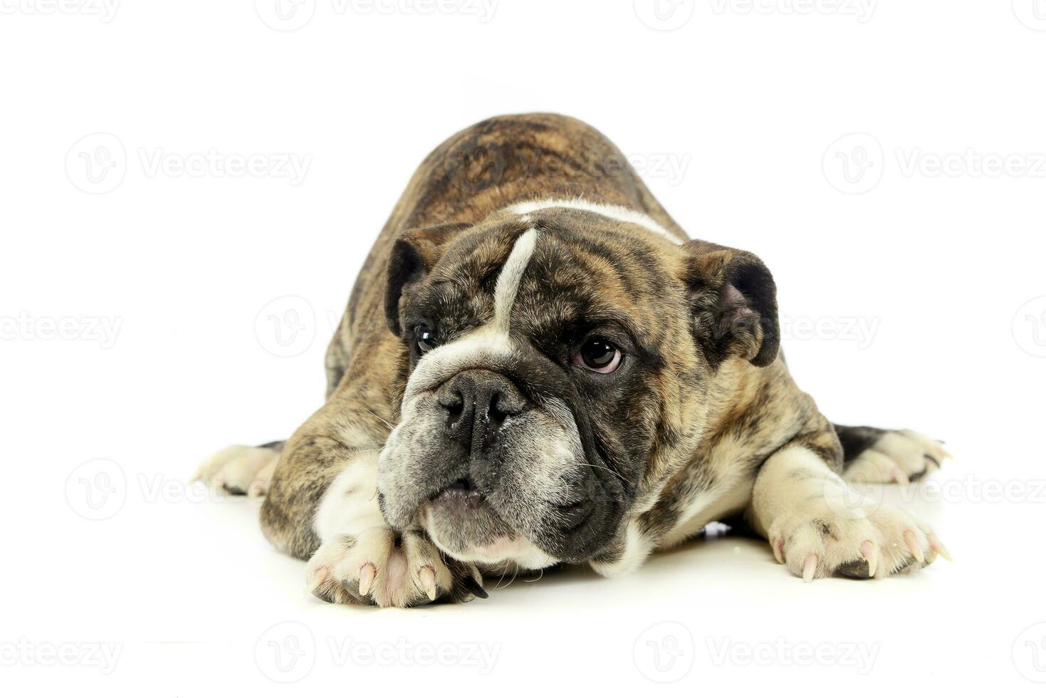 puppy bulldog relaxing in a white studio photo