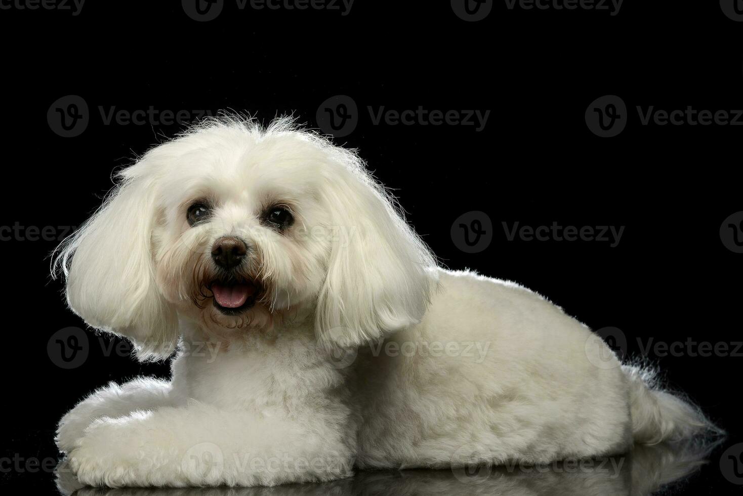 Studio shot of a cute Bolognese dog photo