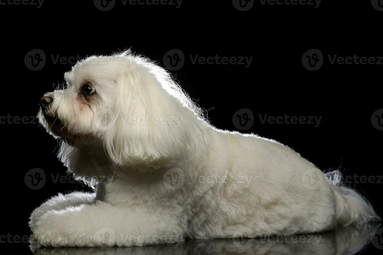 Studio shot of a cute Bolognese dog photo