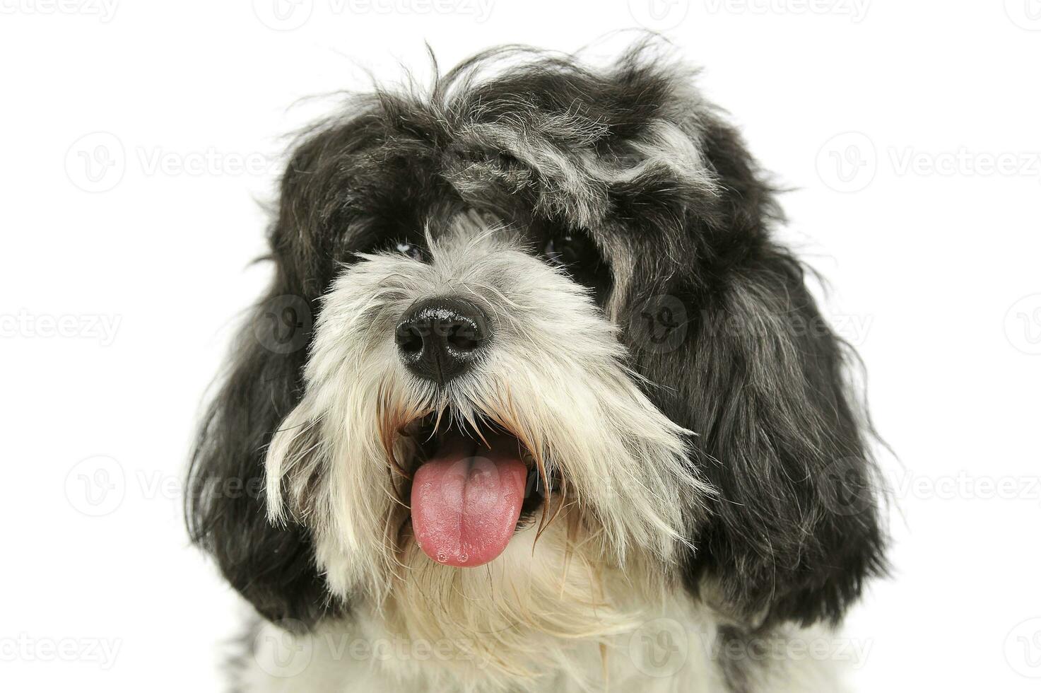 Portrait of an adorable havanese photo