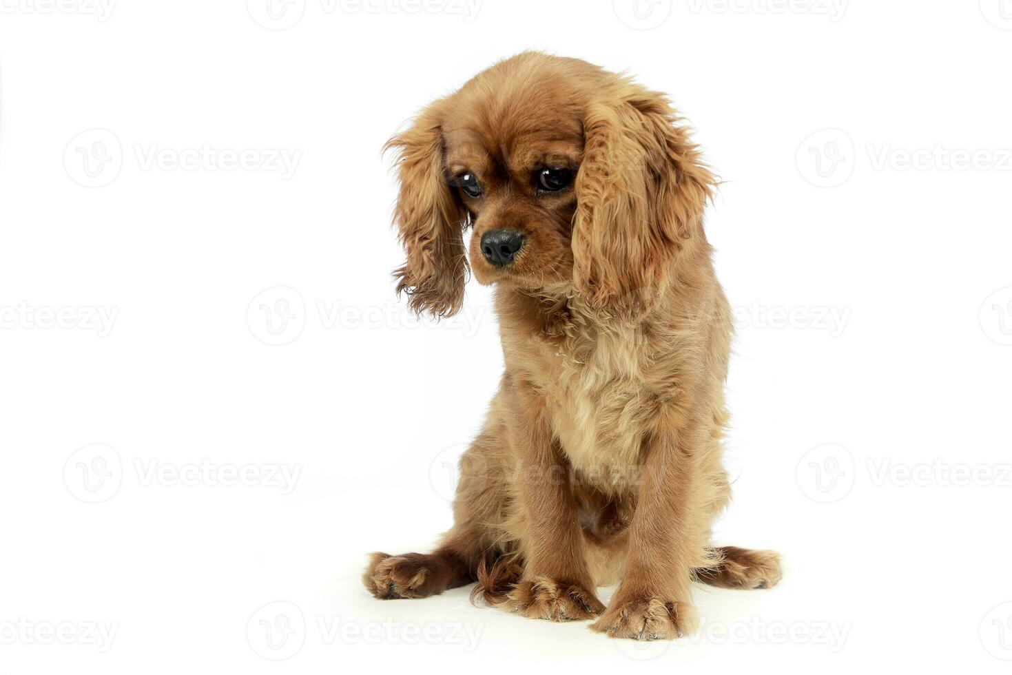 cute puppy Cavalier King Charles Spaniel sitting and looking down in a white studio photo