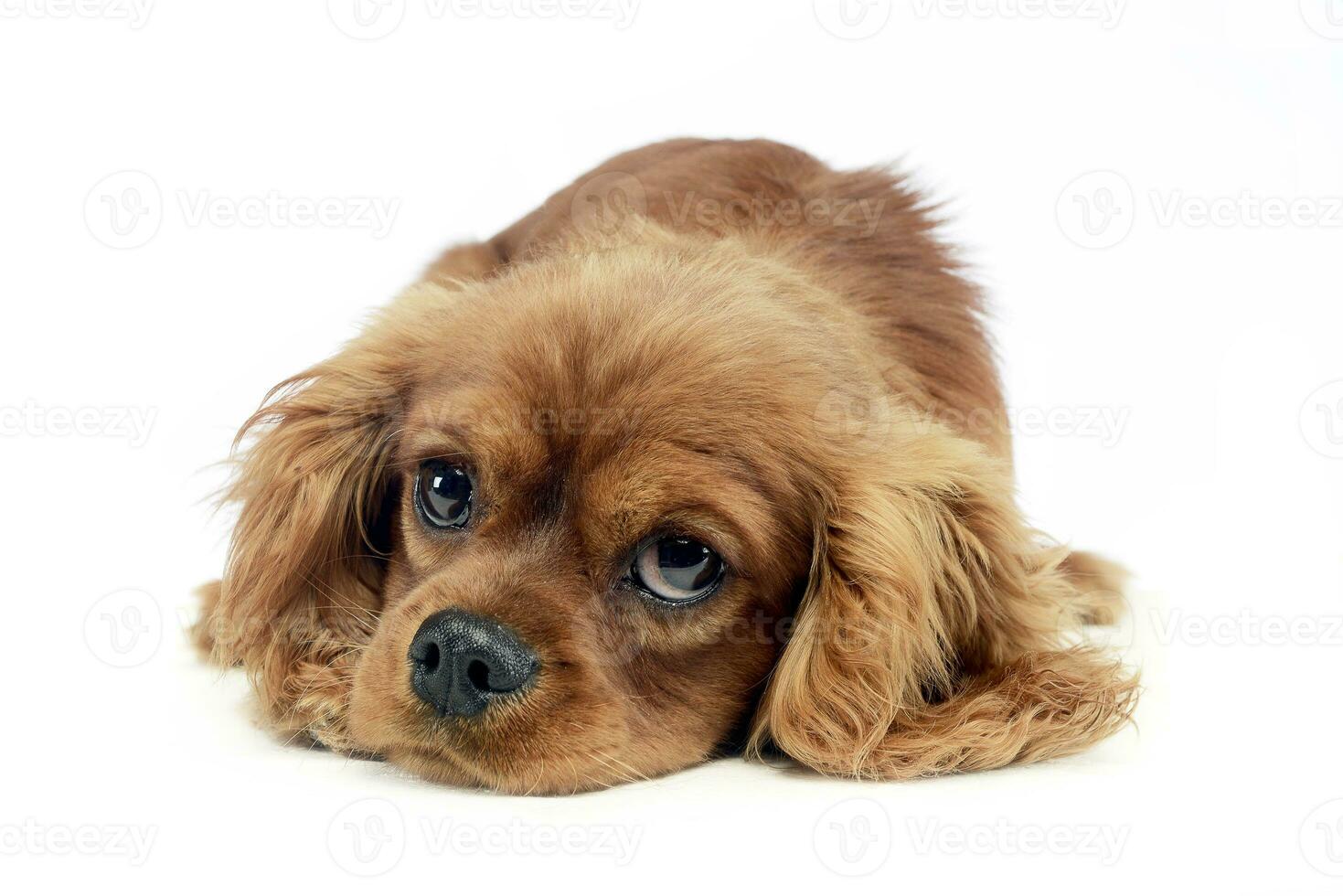 cute puppy Cavalier King Charles Spaniel lying and looking up in a white studio photo