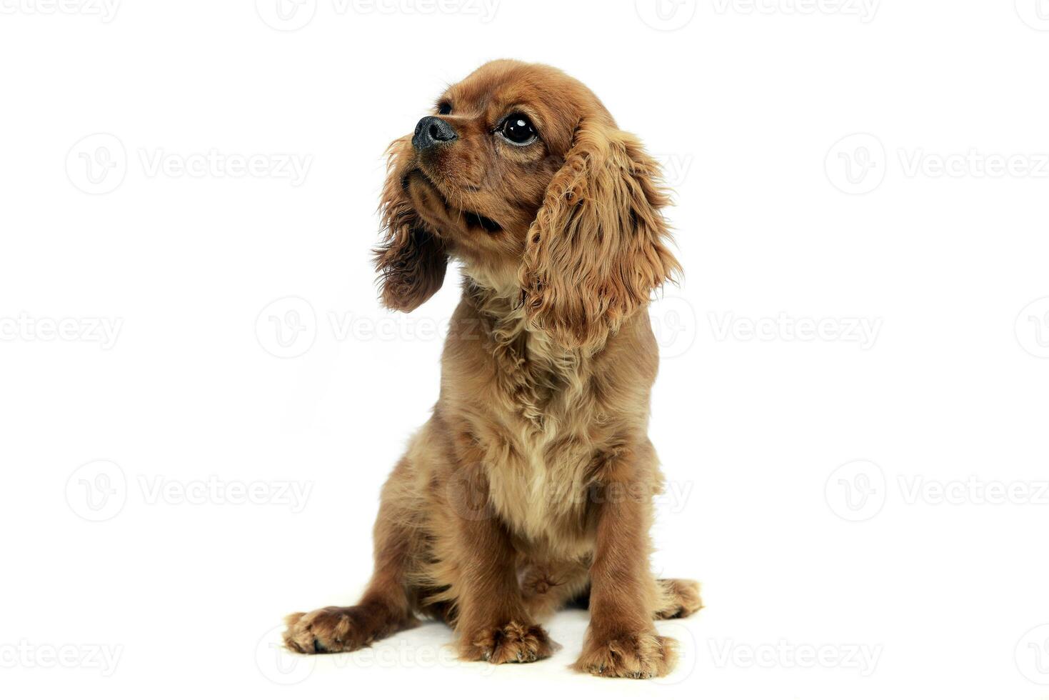 cute puppy Cavalier King Charles Spaniel in studio photo