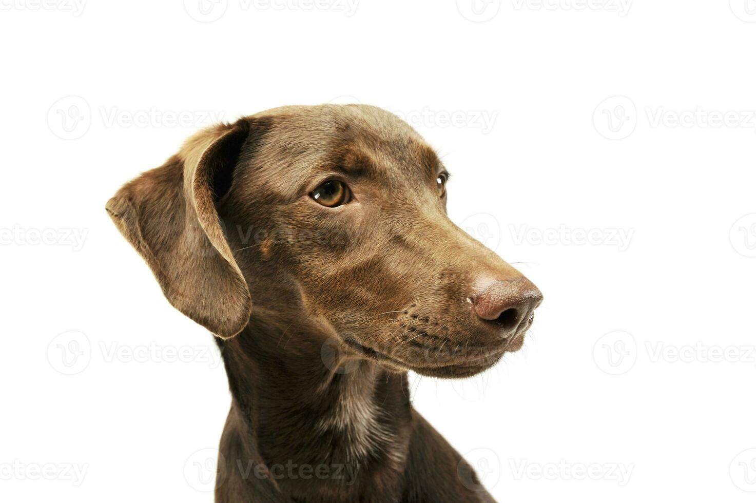 Portrait of an adorbale mixed breed puppy photo