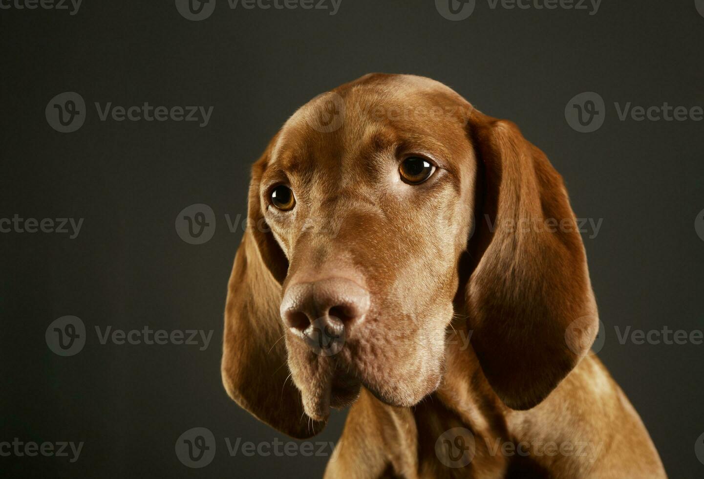 retrato de un adorable magiar vizsla foto