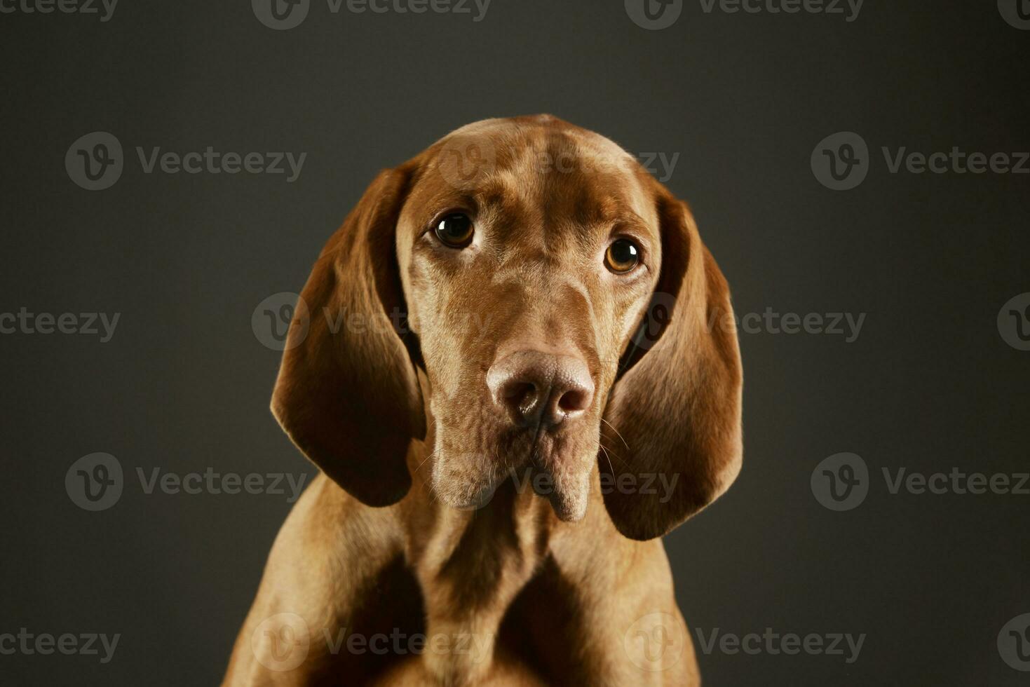 Portrait of an adorable magyar vizsla photo