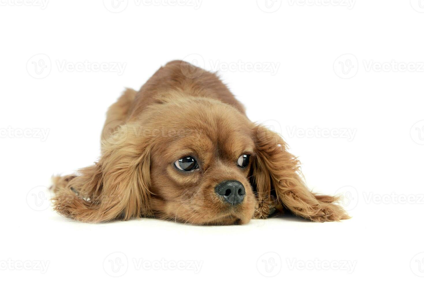 a brown dog laying down on a white background photo