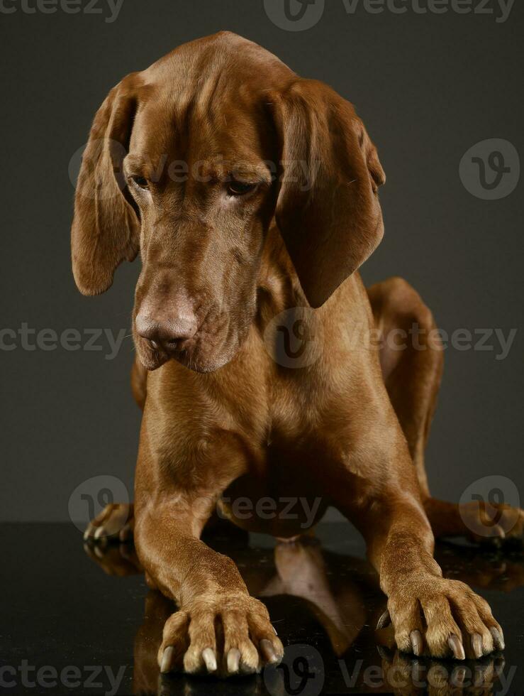 Hungarian vizsla looking down in a dark studio photo