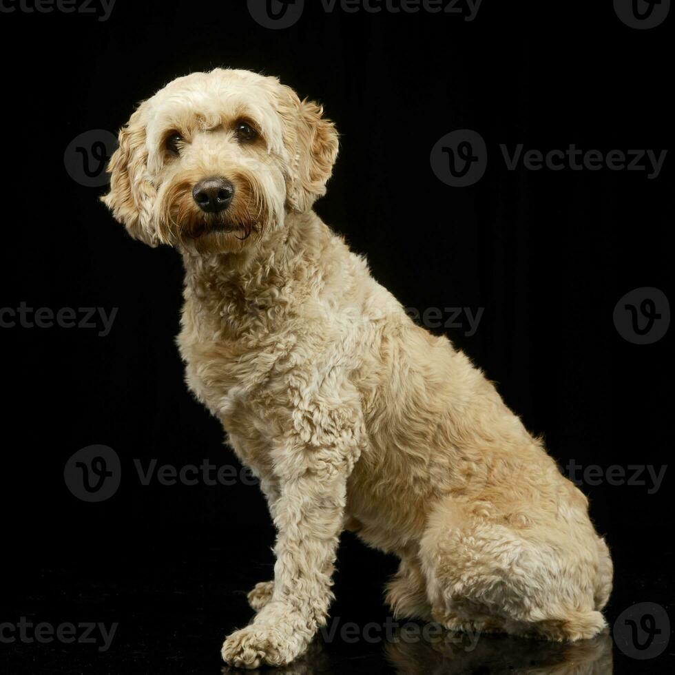 estudio Disparo de un adorable boloñesa perro foto