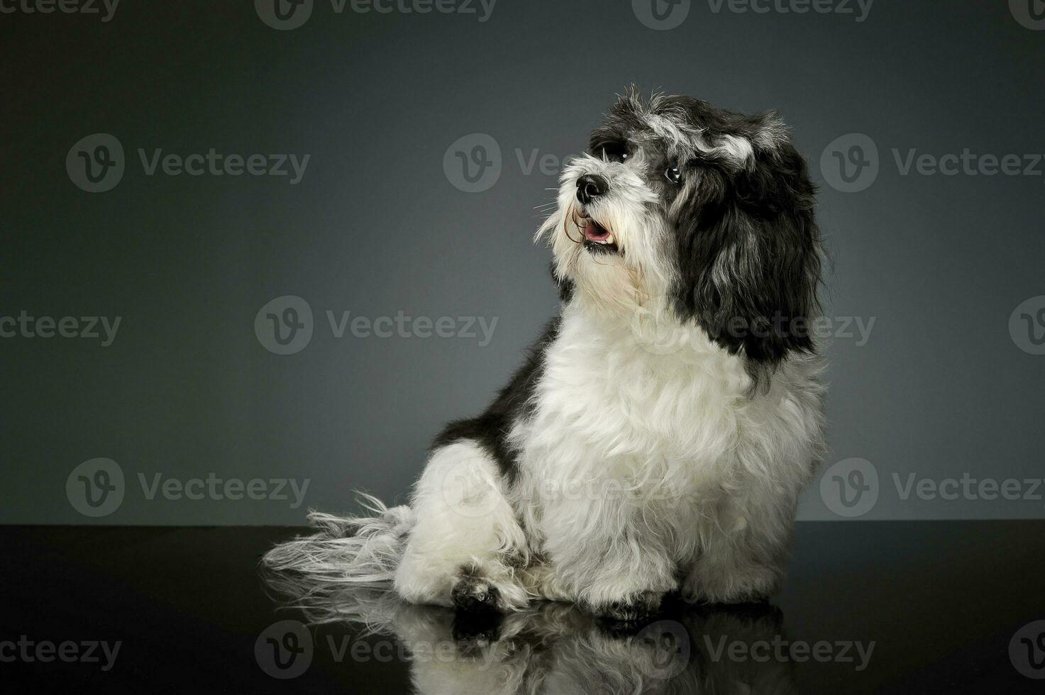 Studio shot of an adorable havanese photo