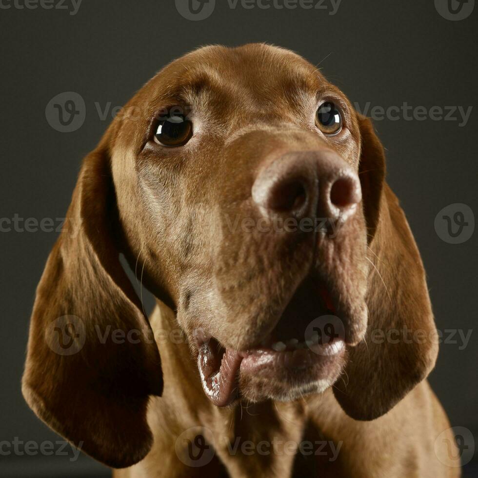 Hungarian vizsla portrait in a dark studio photo