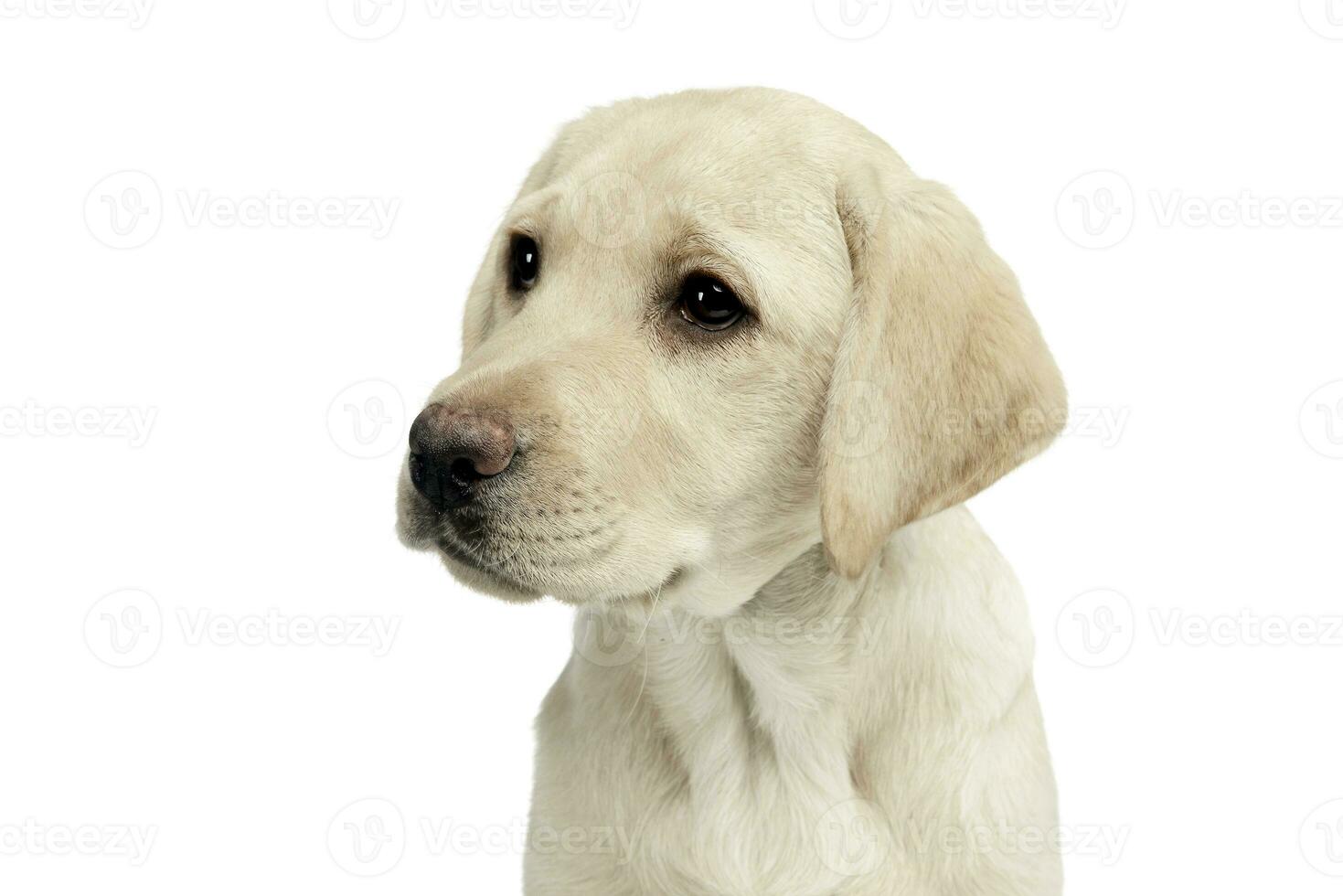 puppy labrador retriever looking sideways in a white studio photo