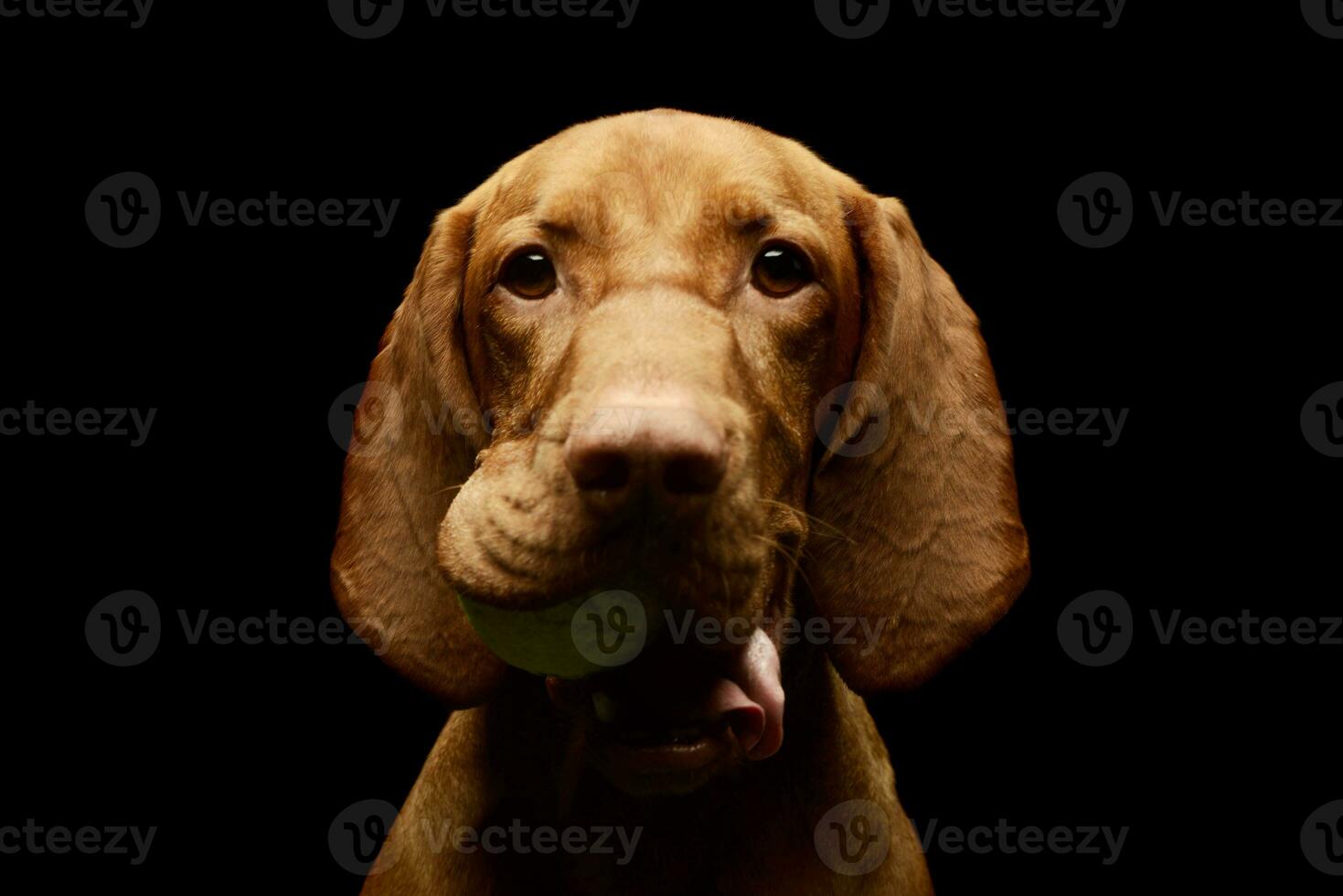 Portrait of an adorable magyar vizsla photo