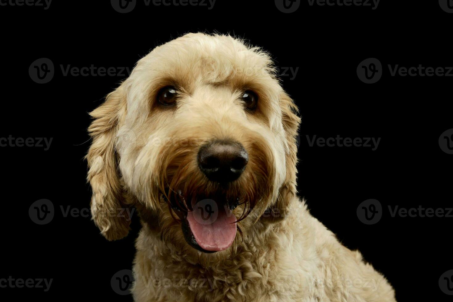 Portrait of an lovely lagotto photo