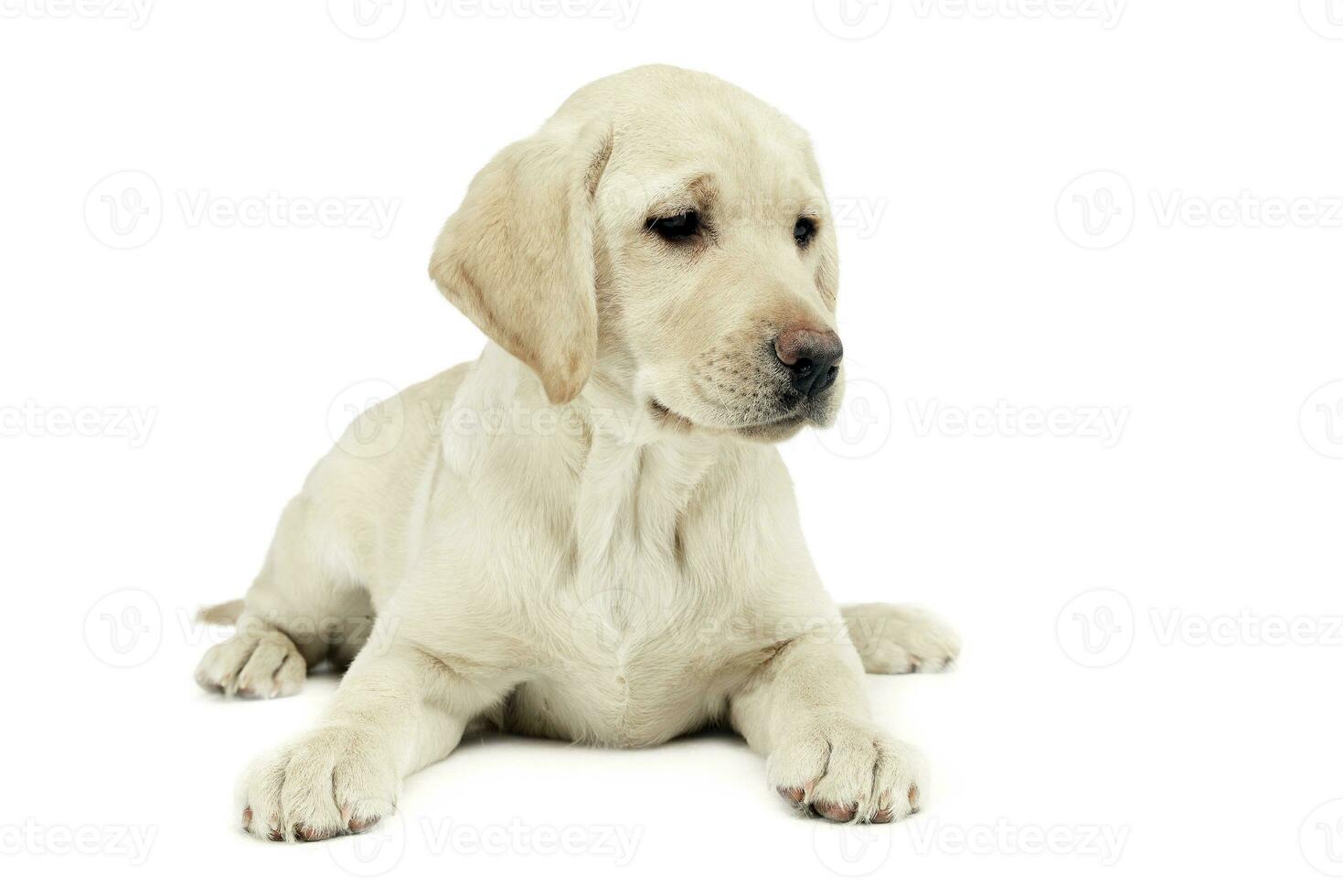 perrito Labrador perdiguero acostado y mirando oblicuo en un blanco estudio foto