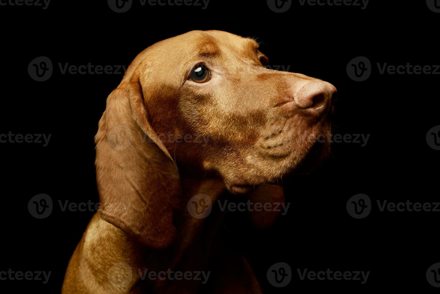 Portrait of an adorable magyar vizsla photo