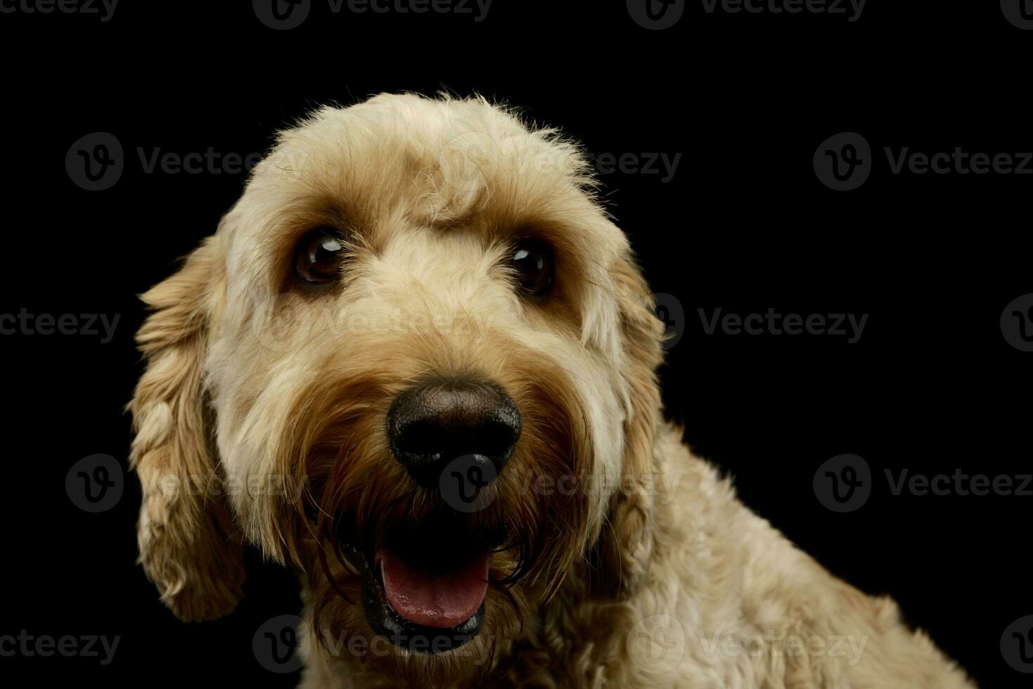 Portrait of an lovely lagotto photo