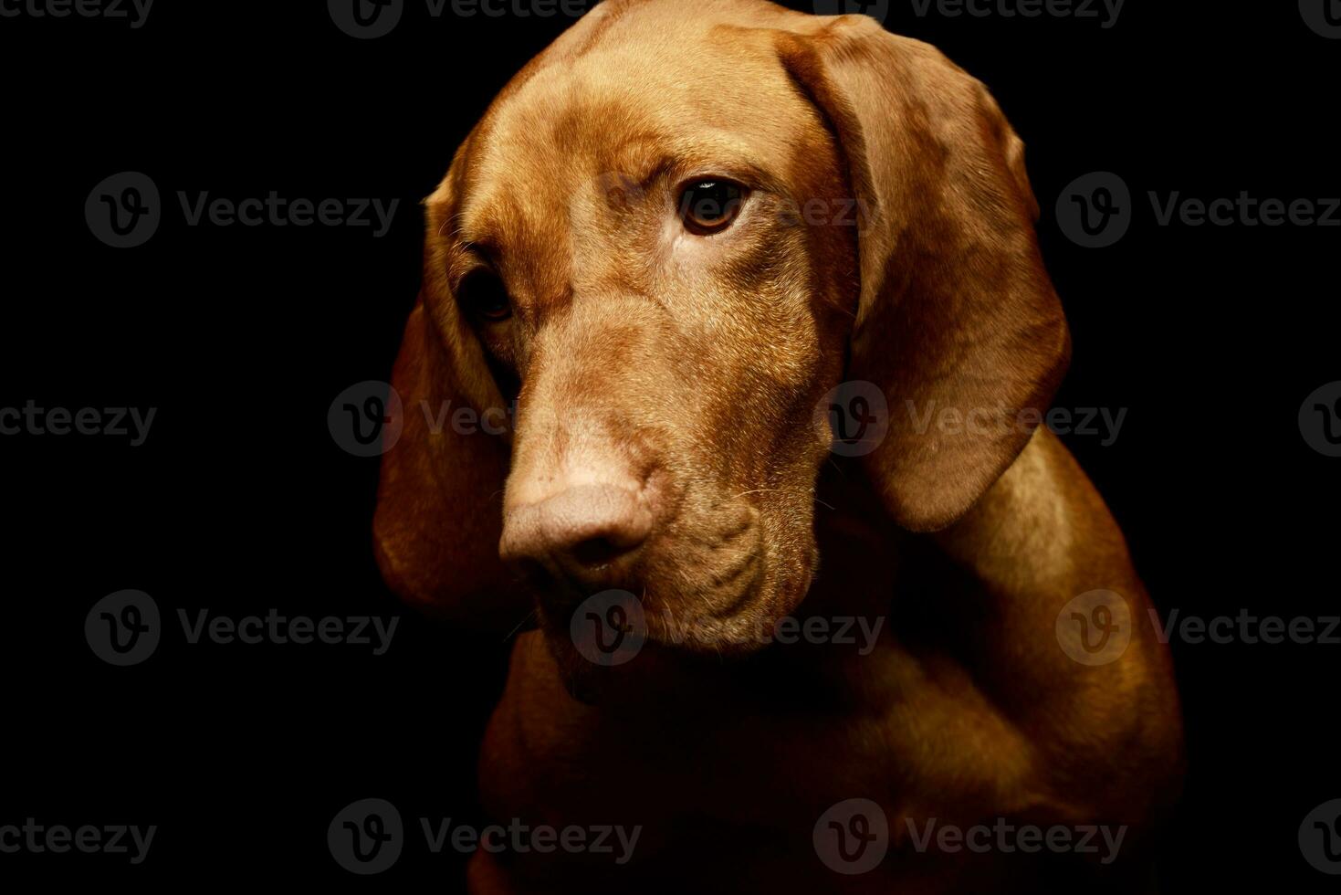 Portrait of an adorable magyar vizsla photo