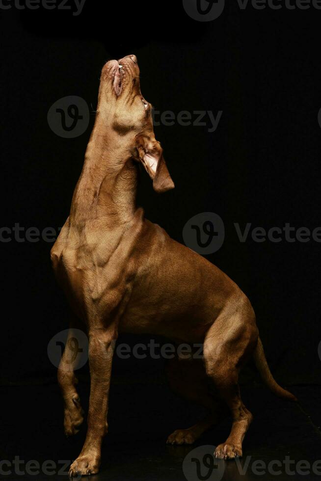 Studio shot of a yelping Hungarian Vizsla photo