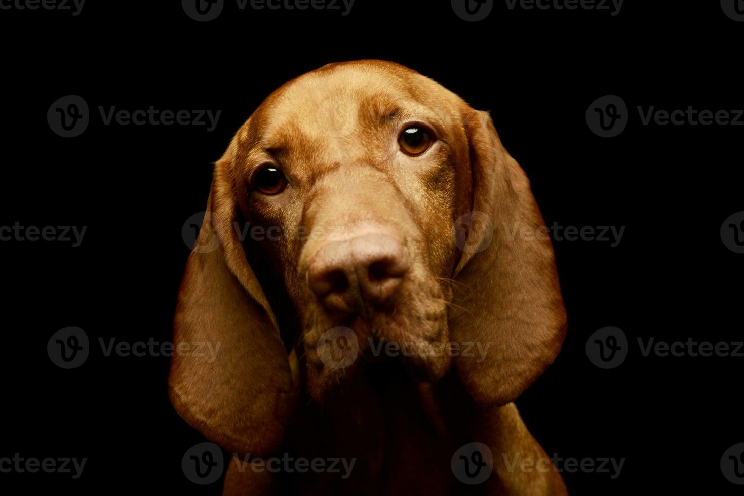 Portrait of an adorable magyar vizsla photo