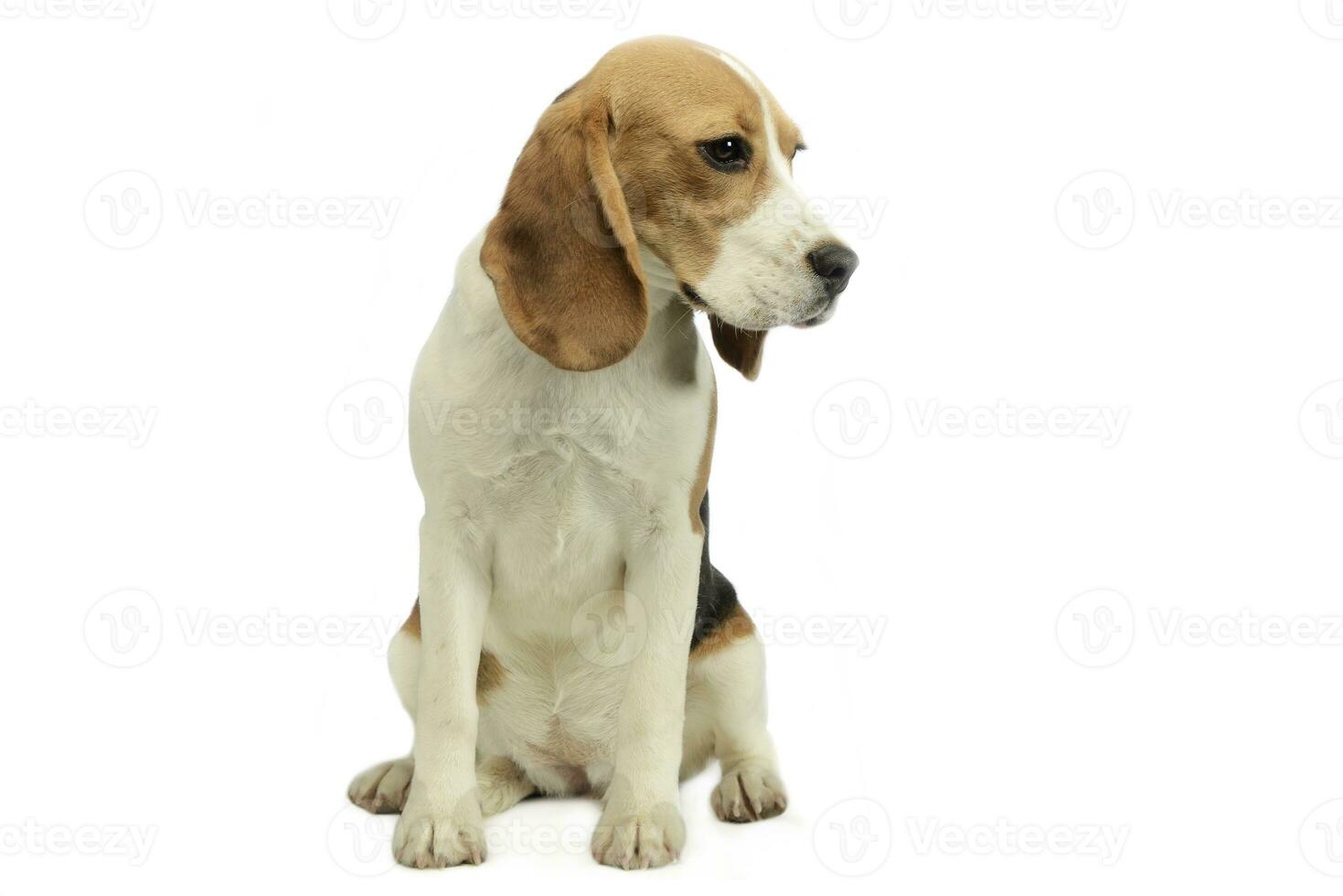 joung beagle sitting in a studio floor photo