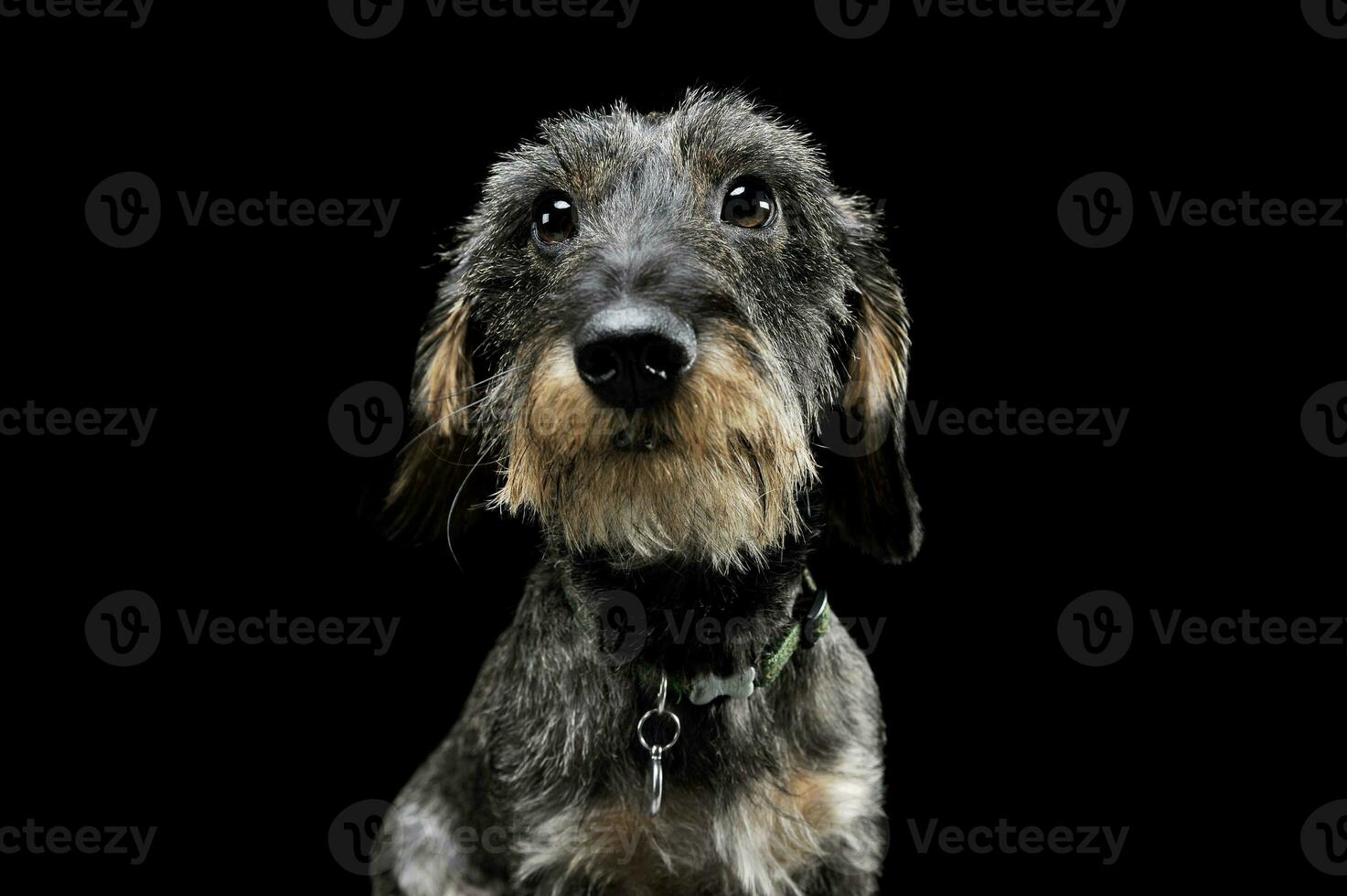 Portrait of an adorable wired haired Dachshund looking curiously at the camera - isolated on black background photo