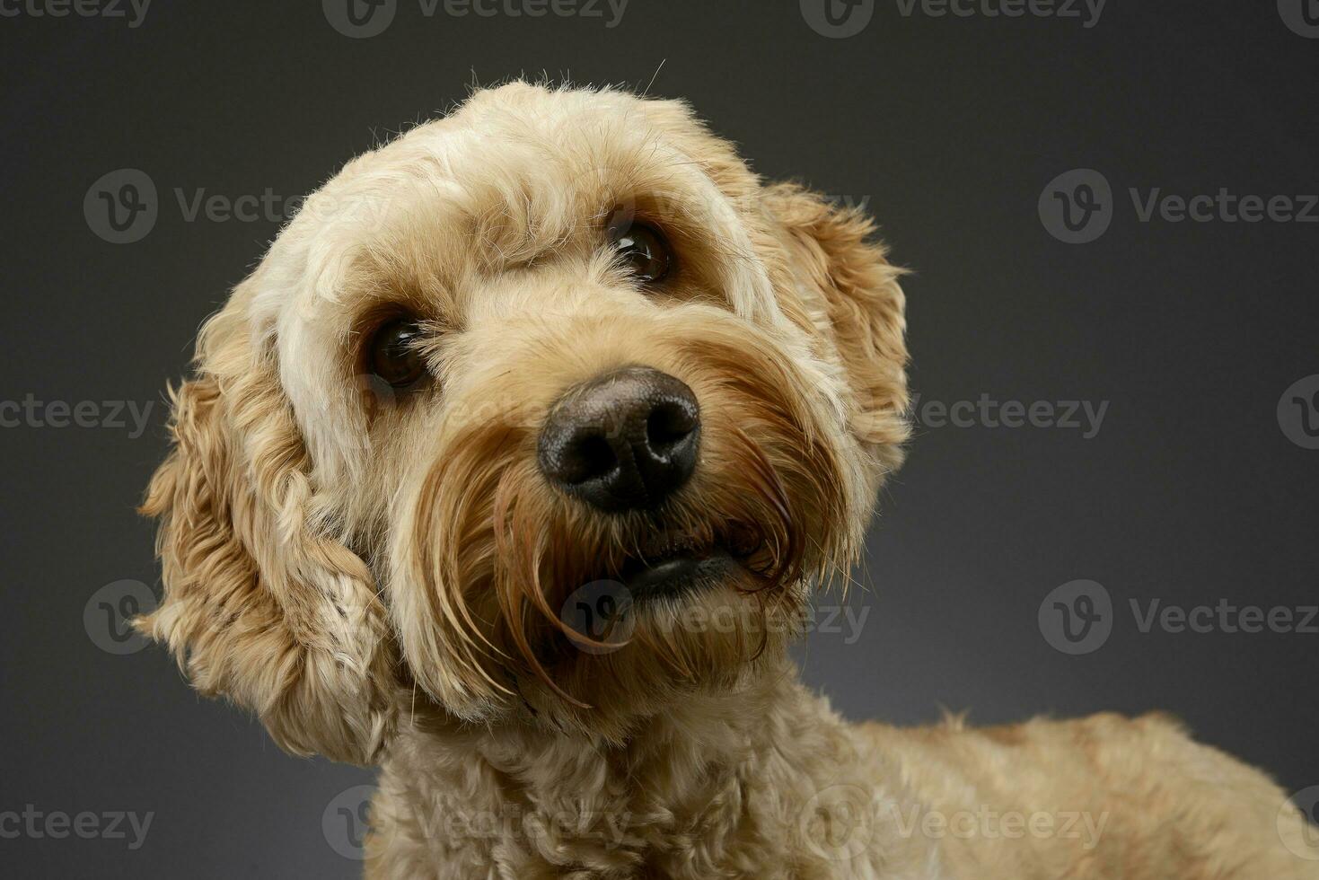 retrato de un adorable boloñesa perro foto